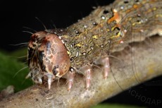 Allophyes oxyacanthae_гусеница V